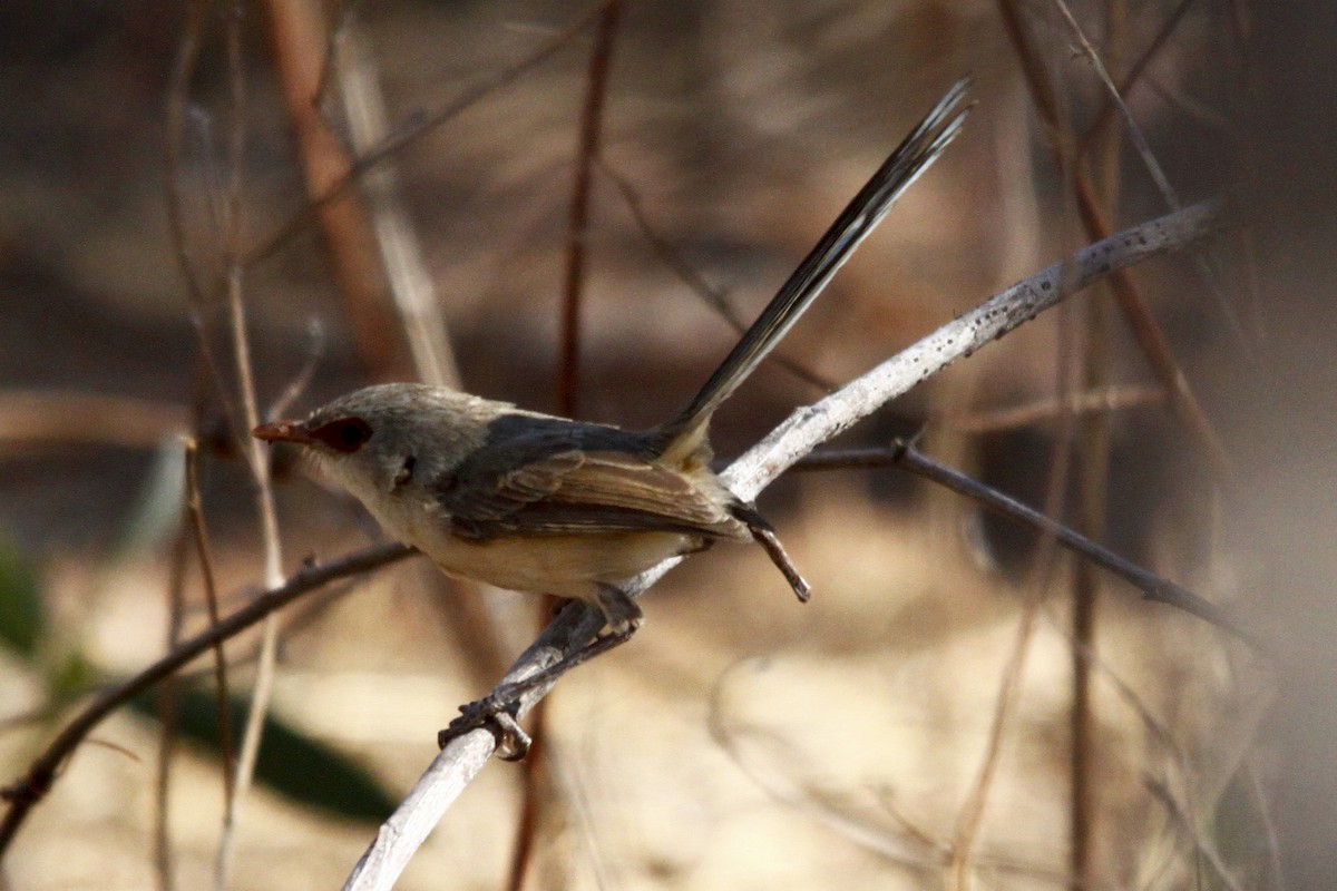 Purple-backed Fairywren - ML27812691