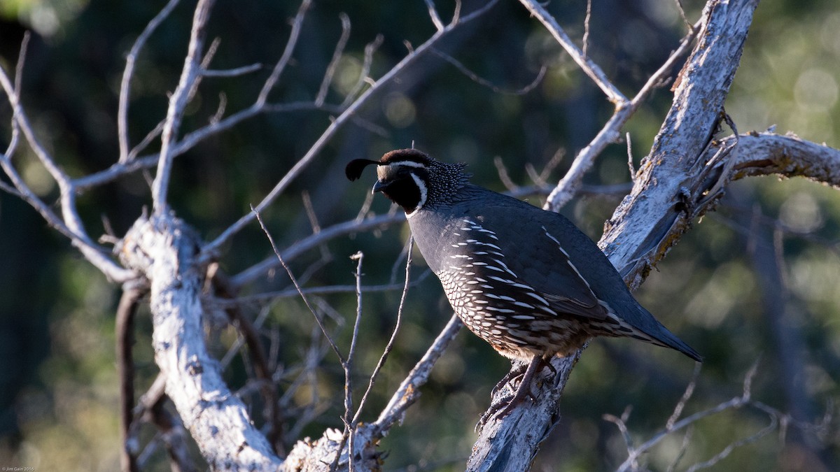 California Quail - Jim Gain