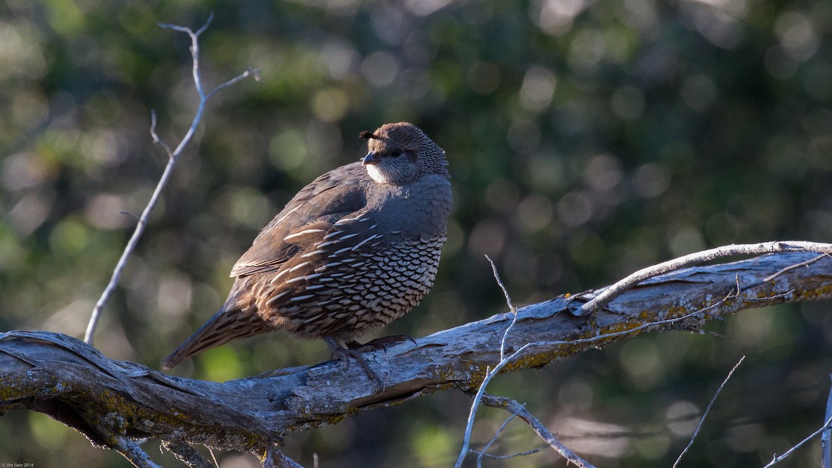 California Quail - ML27812831