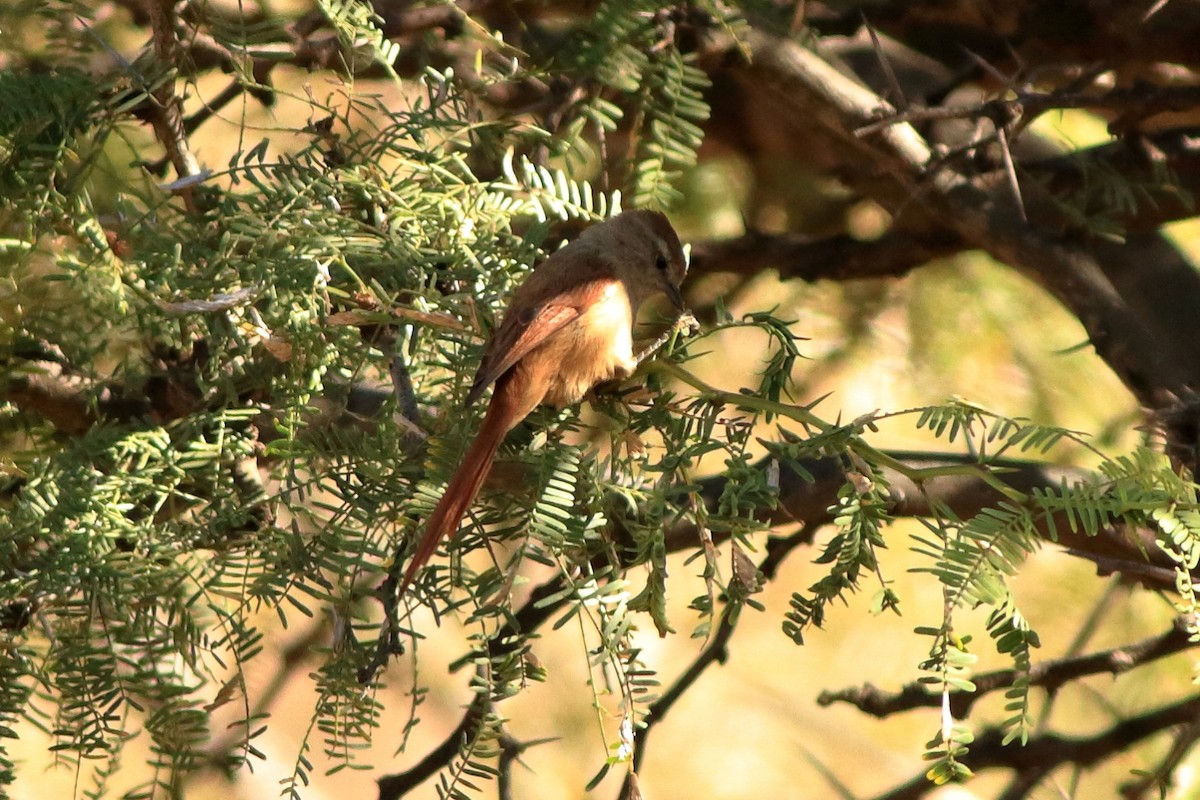 Brown-capped Tit-Spinetail - Manfred Bienert