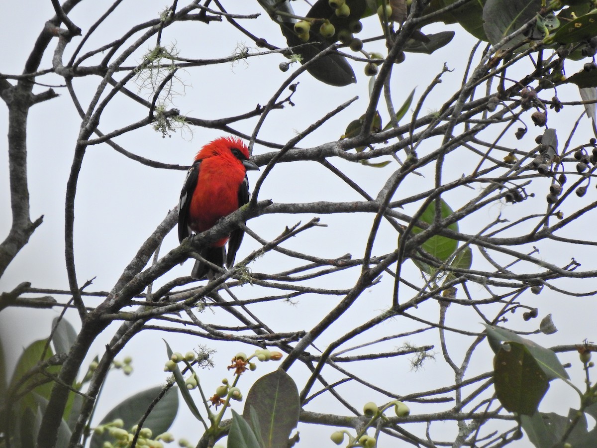 White-winged Tanager - ML278129641