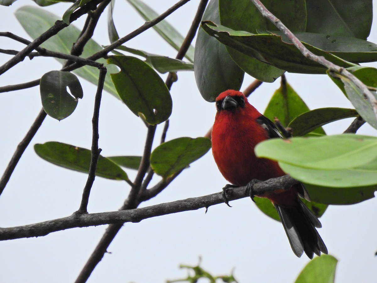 White-winged Tanager - ML278129761