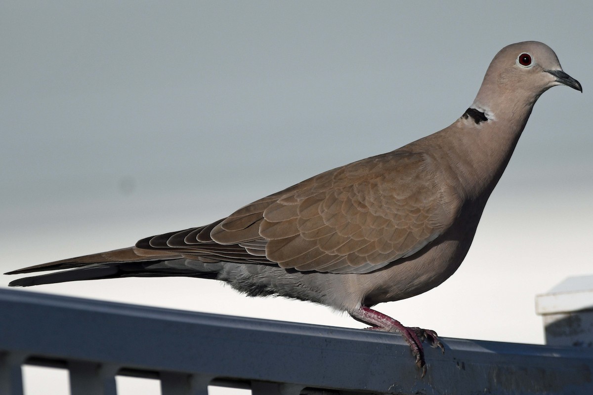 Eurasian Collared-Dove - ML278130831