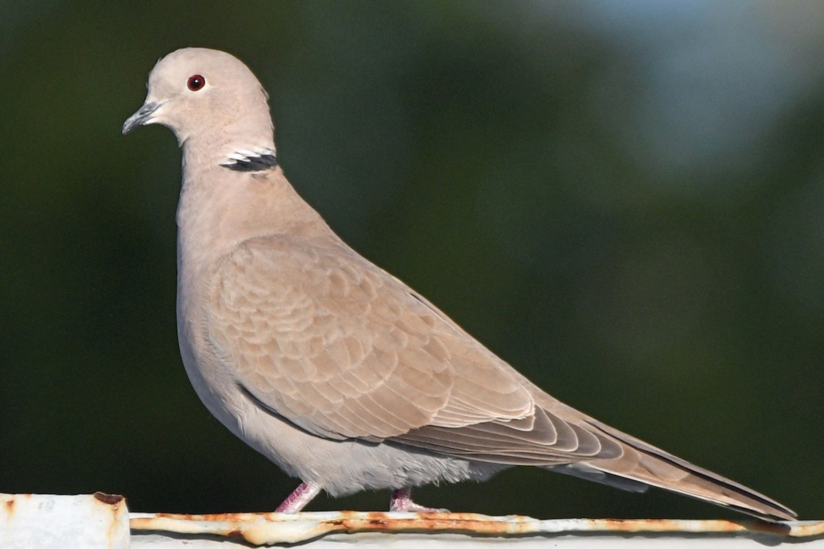 Eurasian Collared-Dove - ML278131031