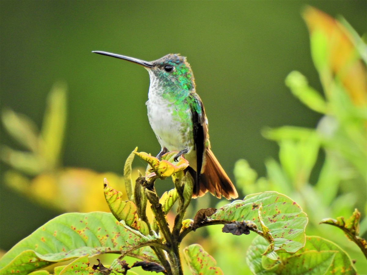 Andean Emerald - ML278131231