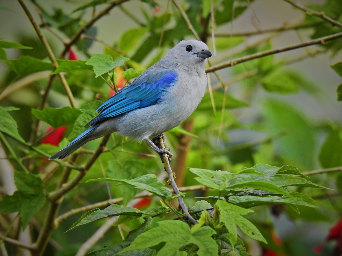 Blue-gray Tanager - ML278131341
