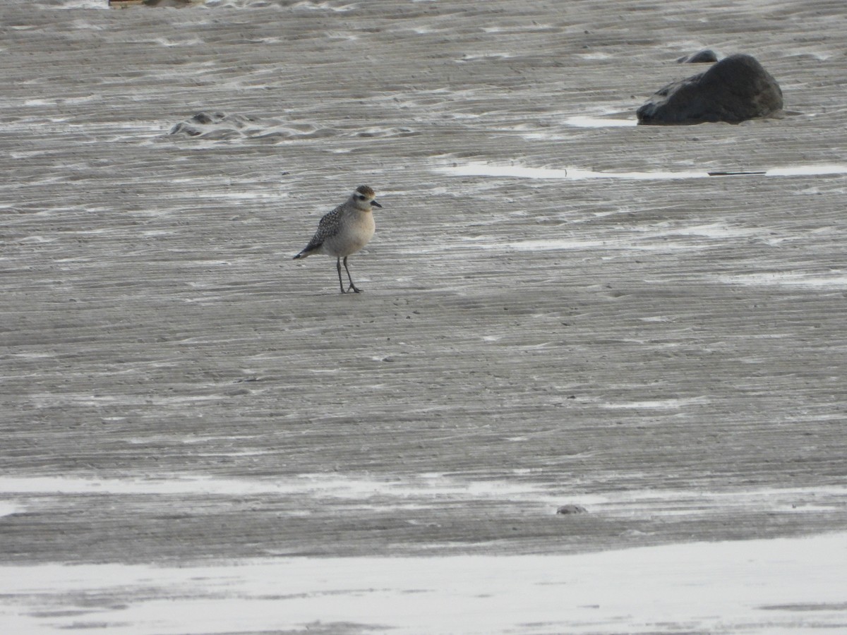 American Golden-Plover - Germain Savard