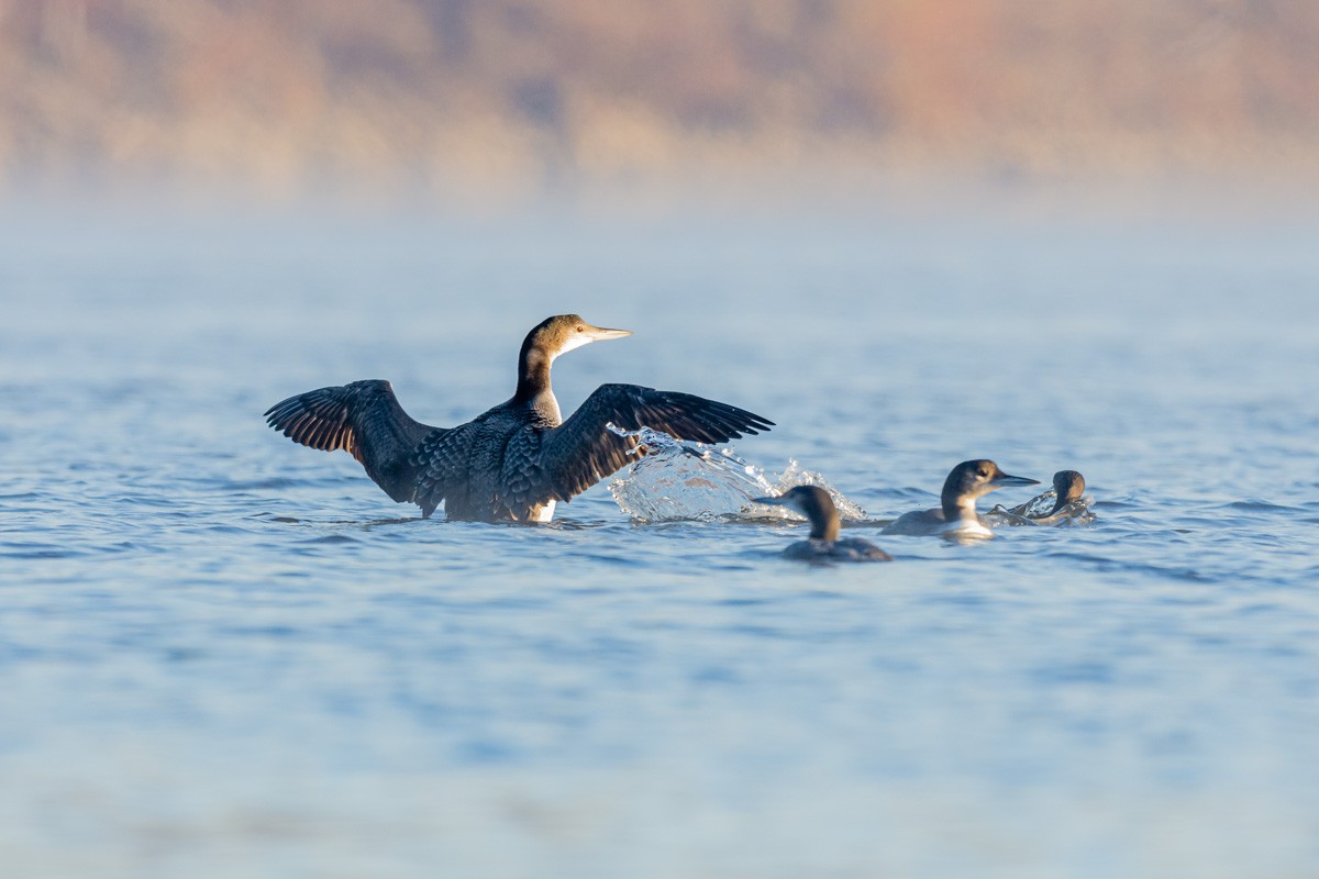 Common Loon - mark kraus