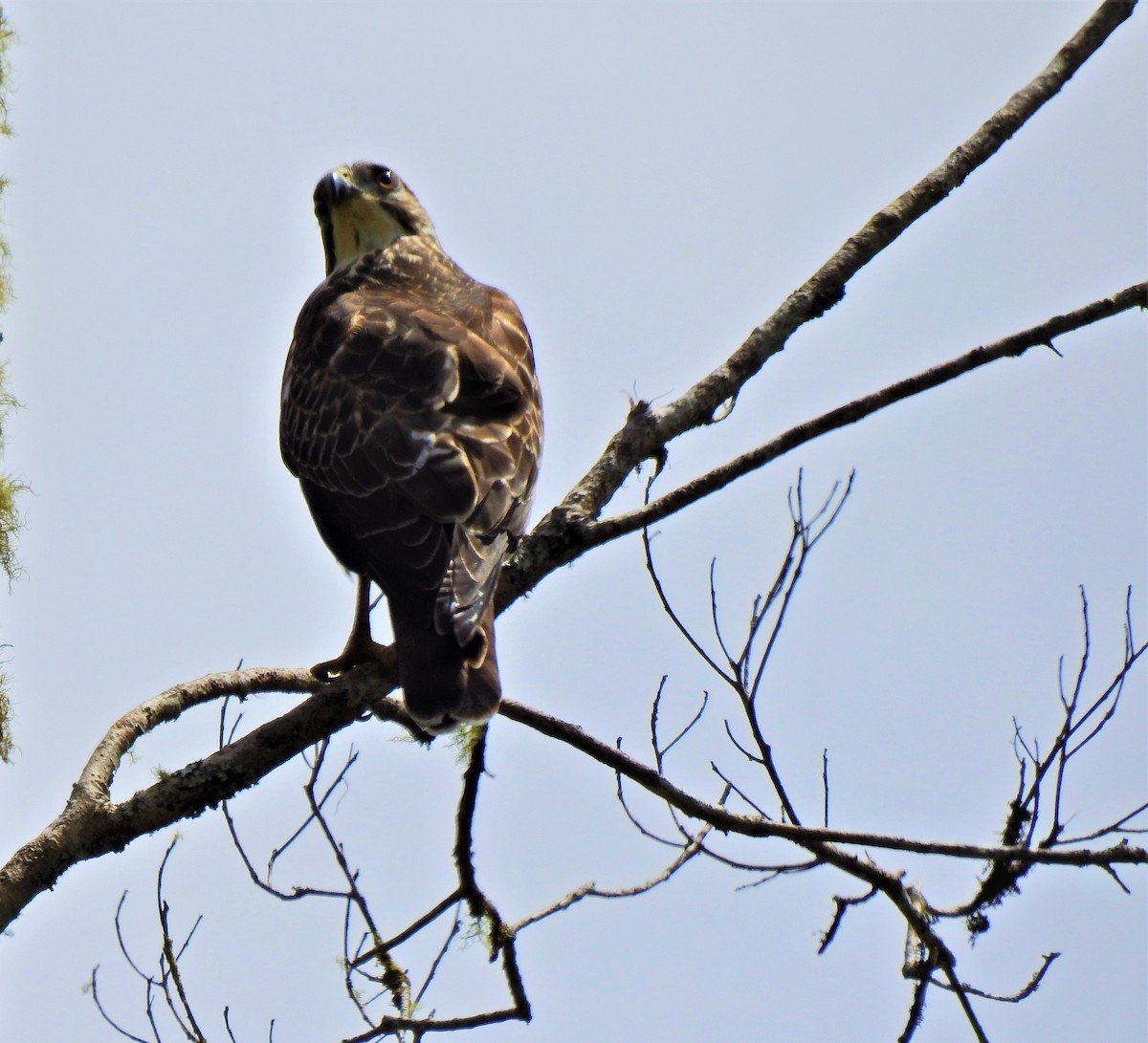 Broad-winged Hawk - ML278132861