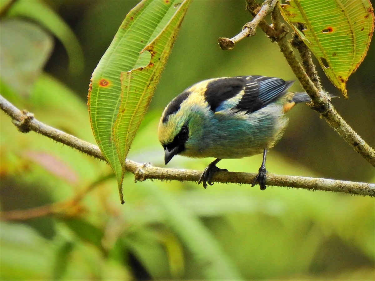 Metallic-green Tanager - ML278133351