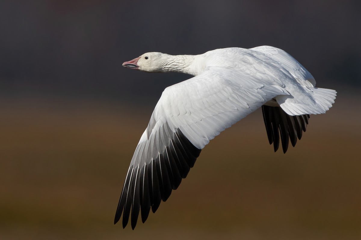 Snow Goose - Sam Zhang