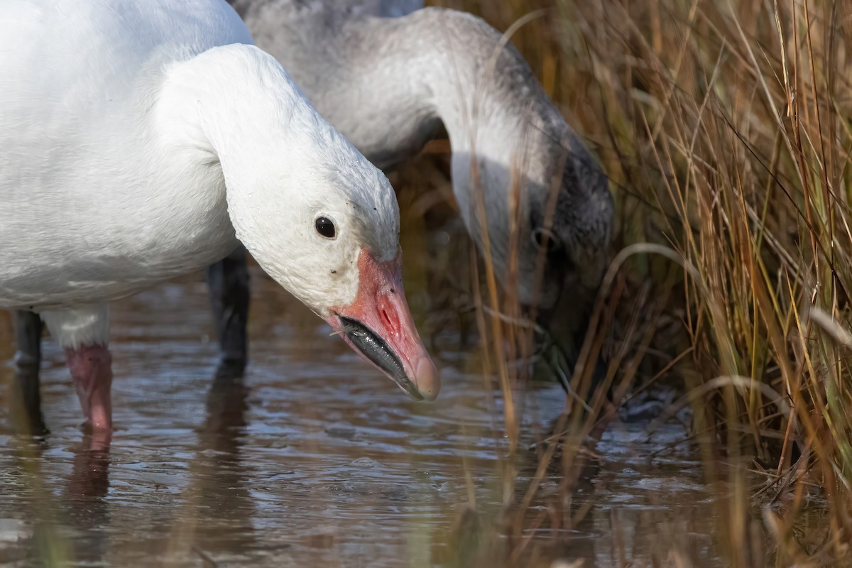 Snow Goose - Sam Zhang