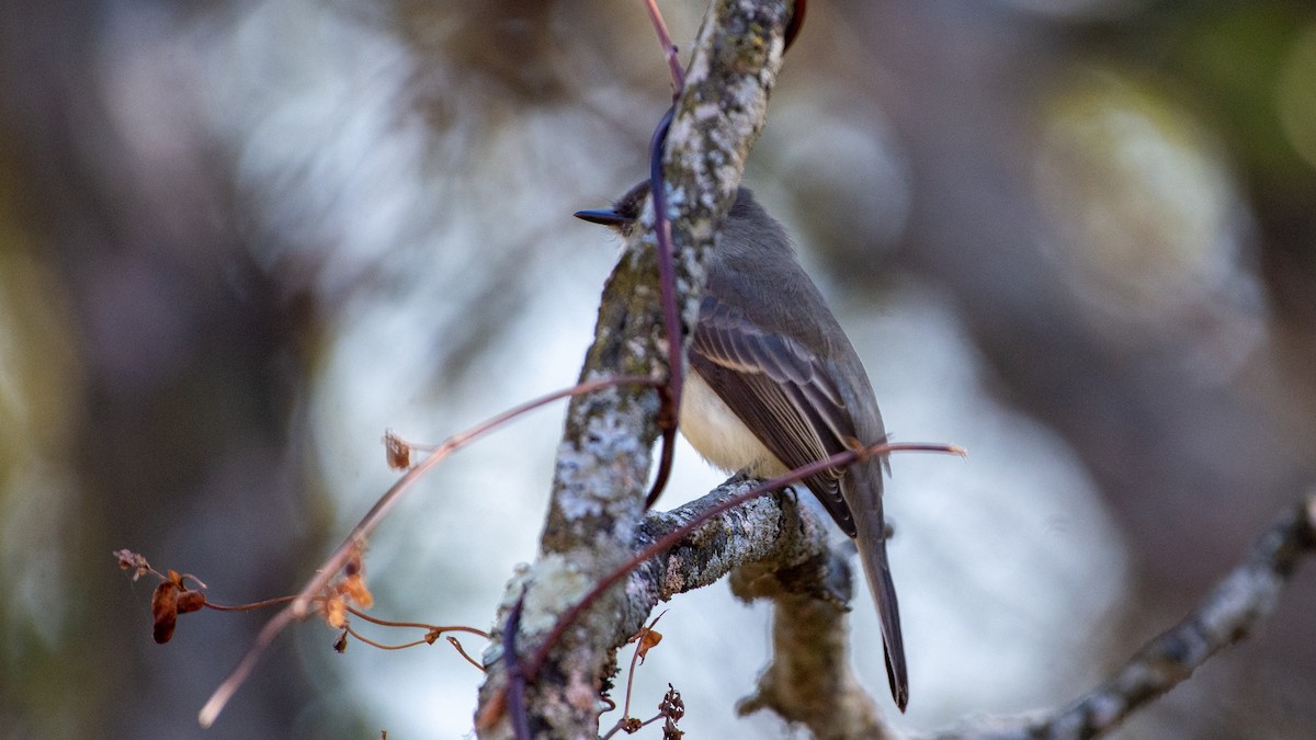 Eastern Phoebe - ML278134261