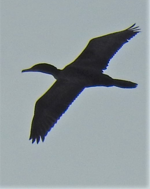 Double-crested Cormorant - ML278134481