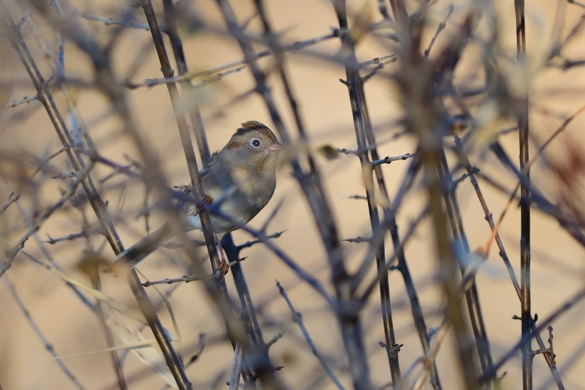 Field Sparrow - Dana Siefer