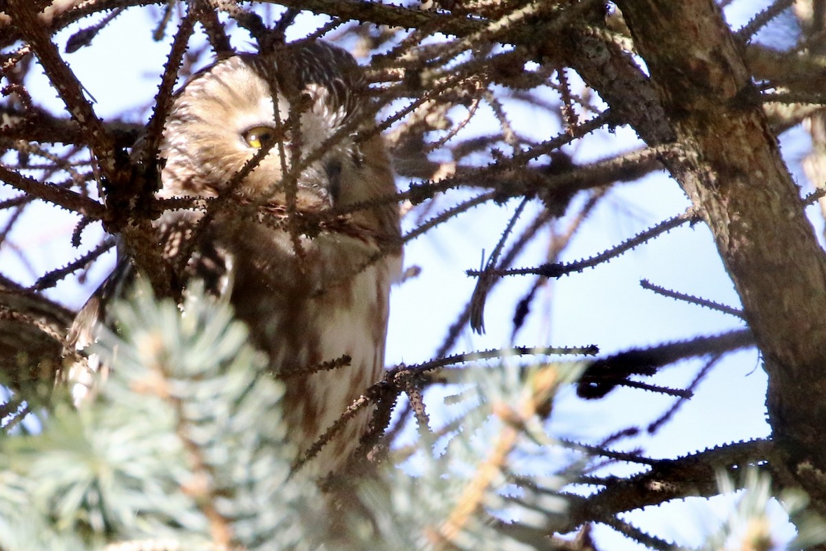 Northern Saw-whet Owl - Jim Smallwood