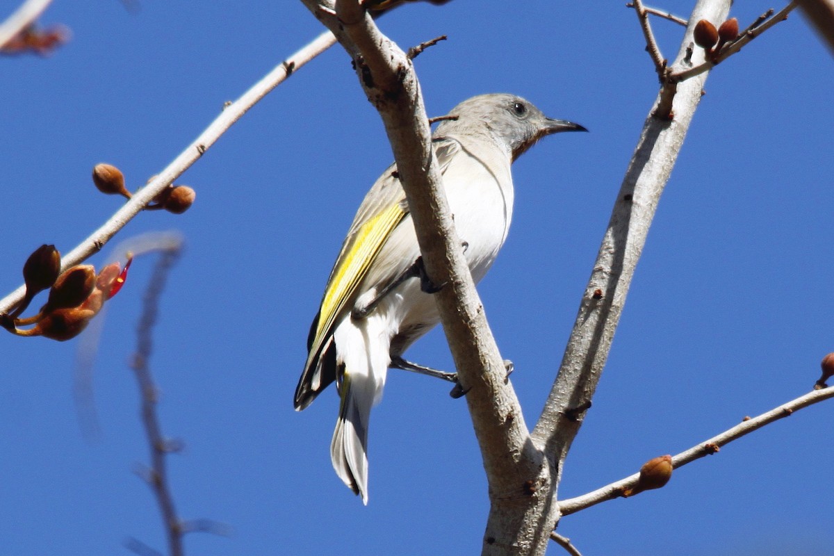 Rufous-throated Honeyeater - ML27813821