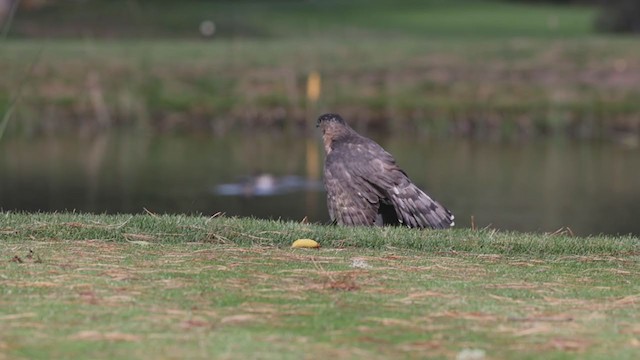 Épervier de Cooper - ML278138531