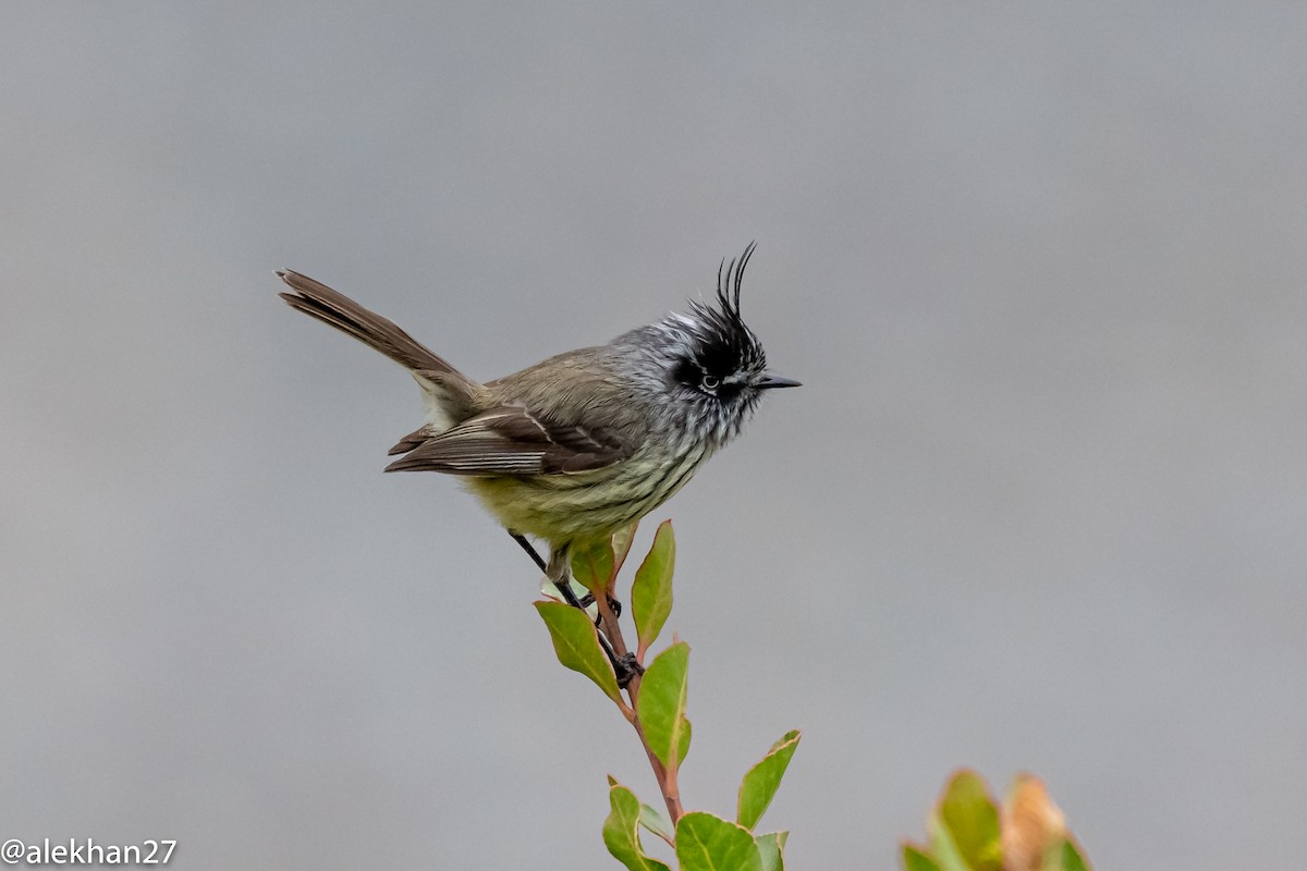 Tufted Tit-Tyrant - ML278138841