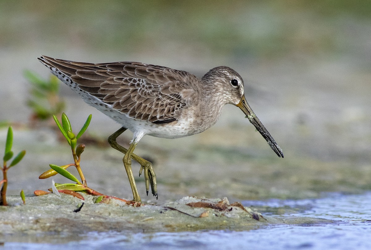 Short-billed Dowitcher - Denny Swaby
