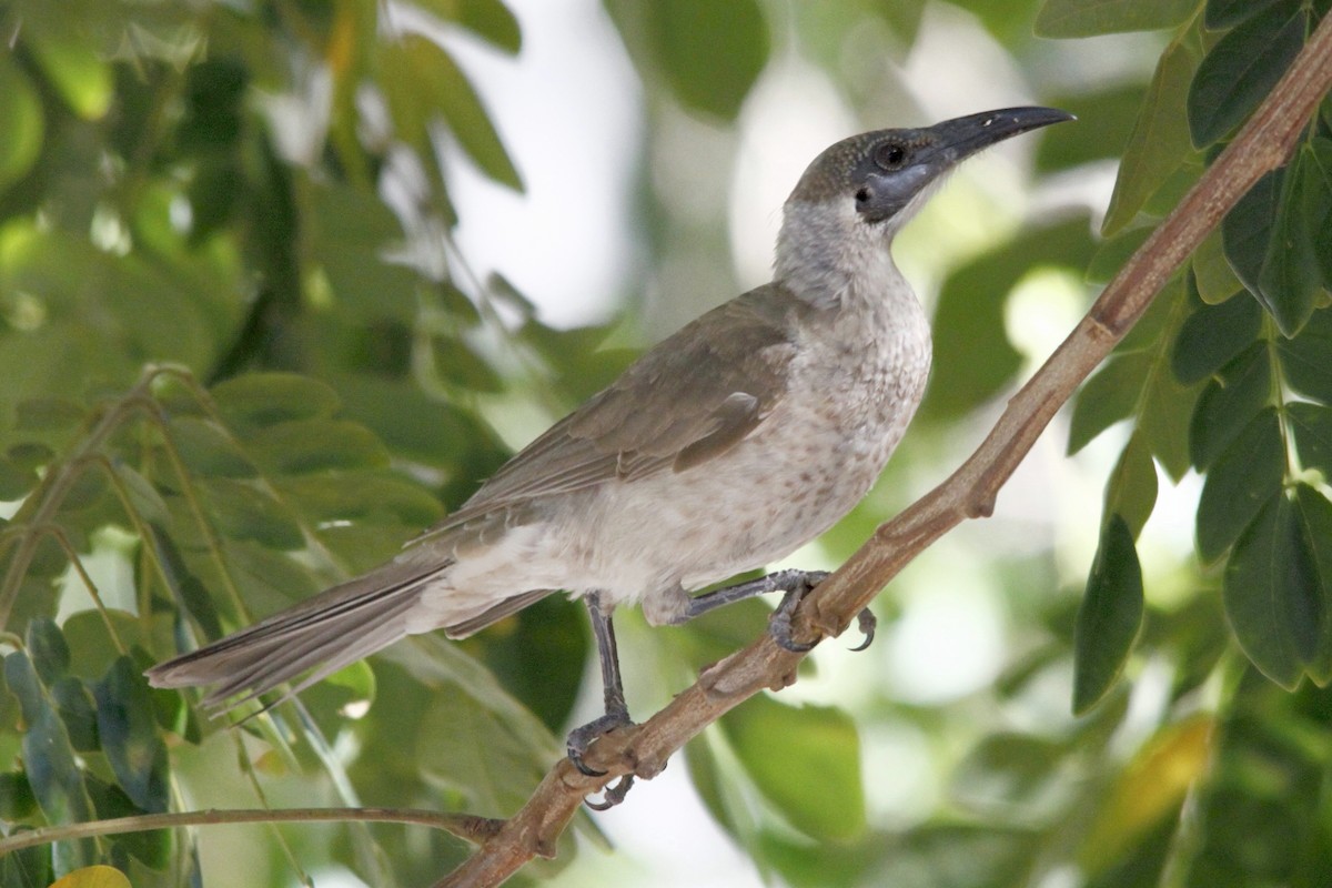 Little Friarbird - ML27814171