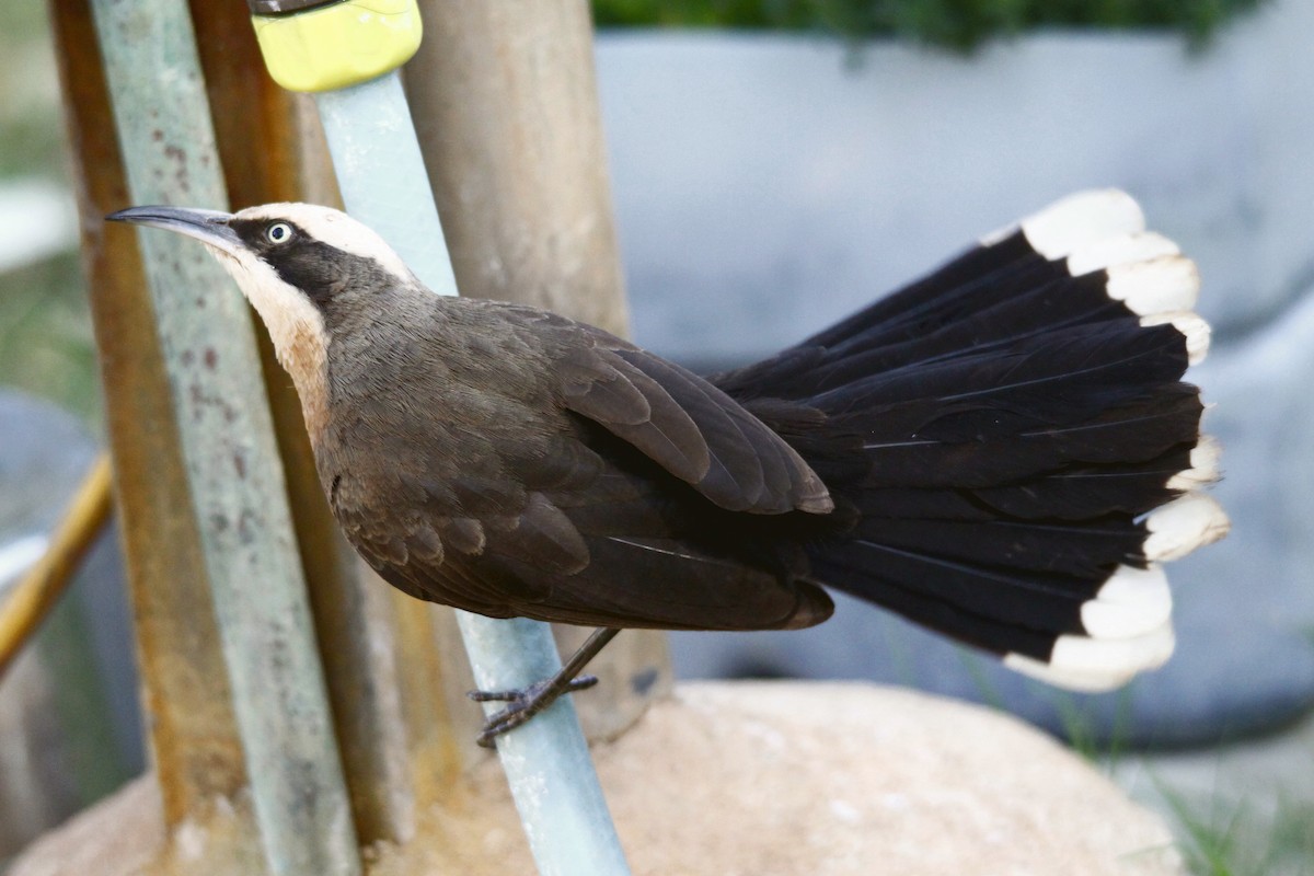 Gray-crowned Babbler - ML27814241