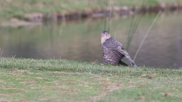 Épervier de Cooper - ML278142451