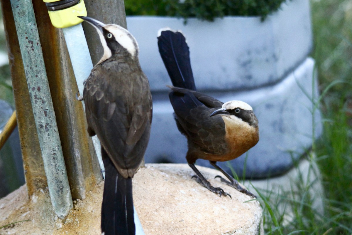 Gray-crowned Babbler - ML27814271