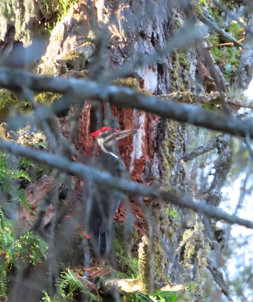 Pileated Woodpecker - ML278143601