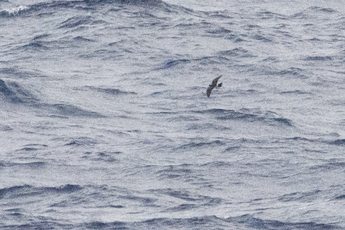 Polynesian Storm-Petrel - ML278143891