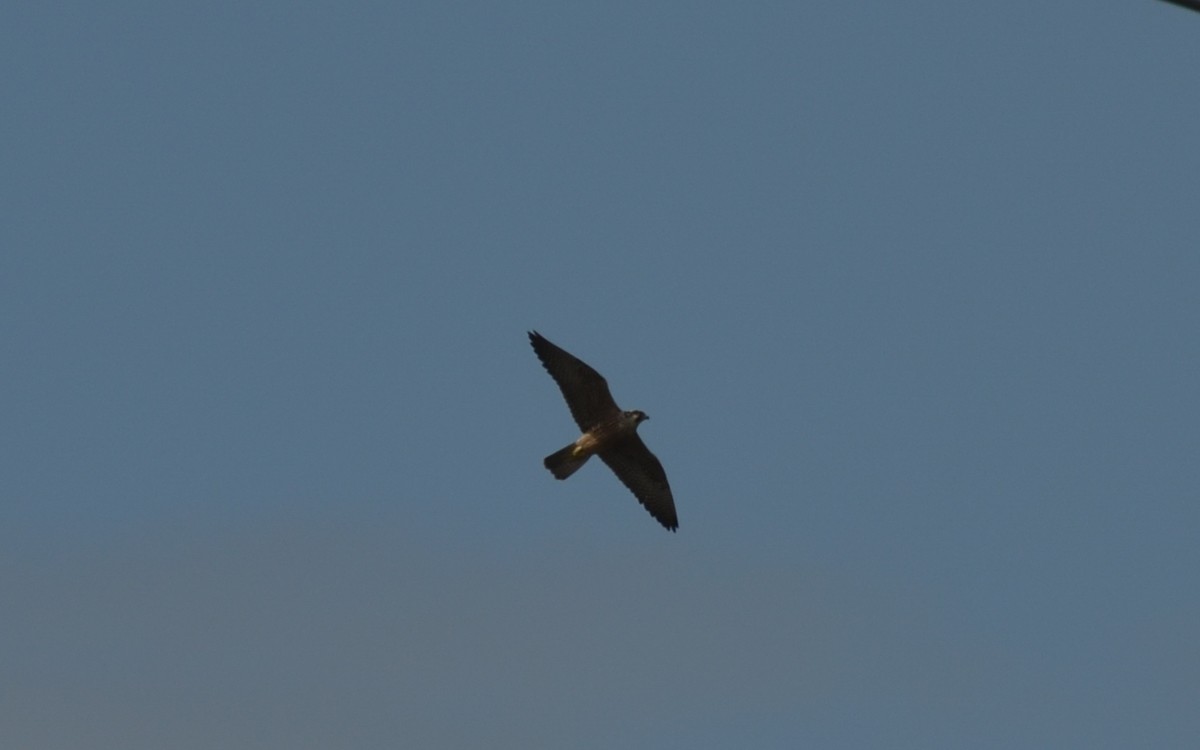 Peregrine Falcon - ML278144311