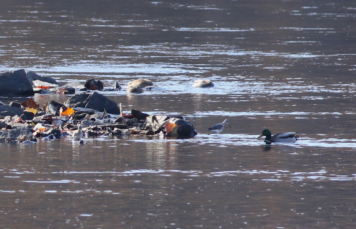 Greater Yellowlegs - ML278145091