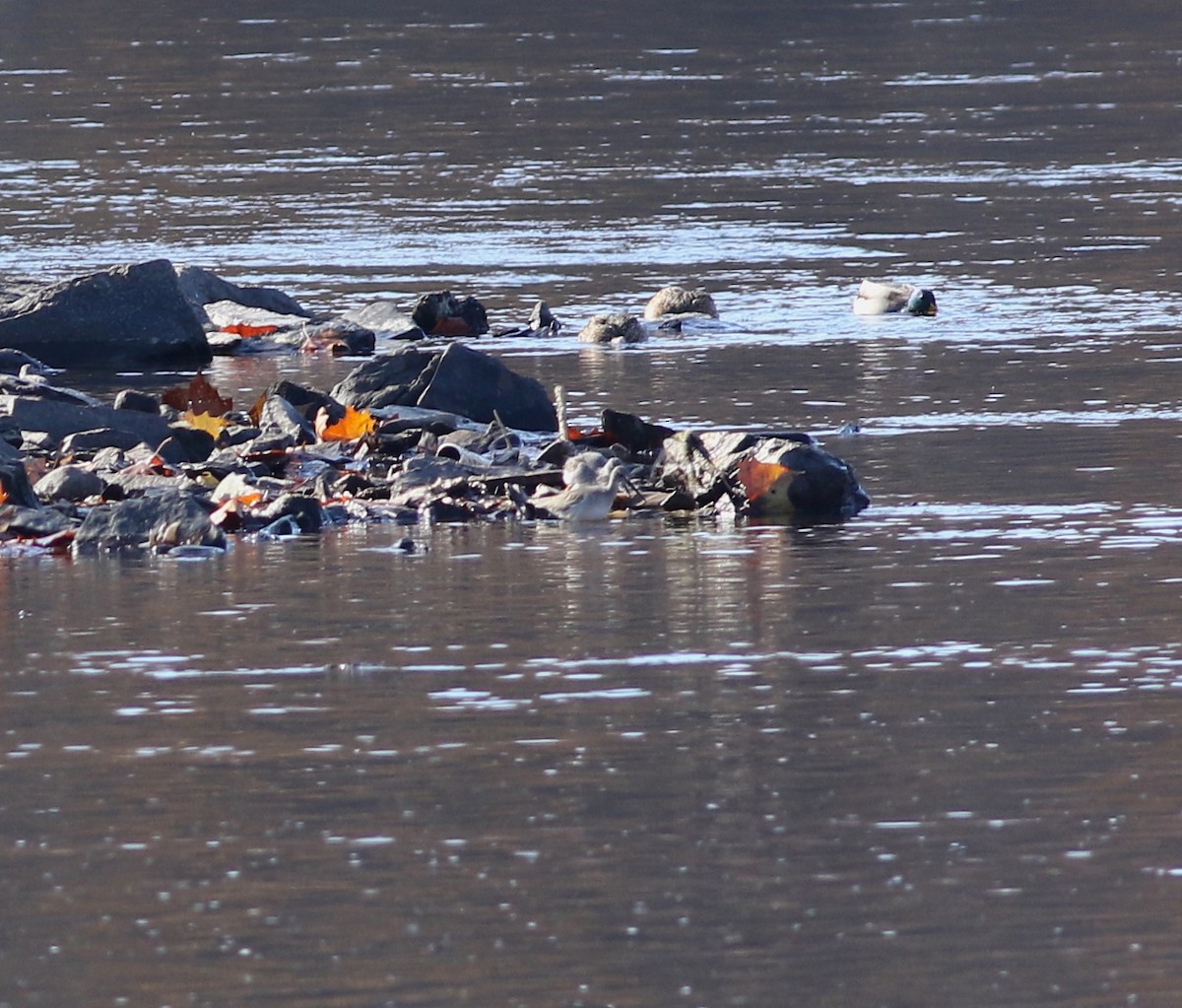 Greater Yellowlegs - ML278145131