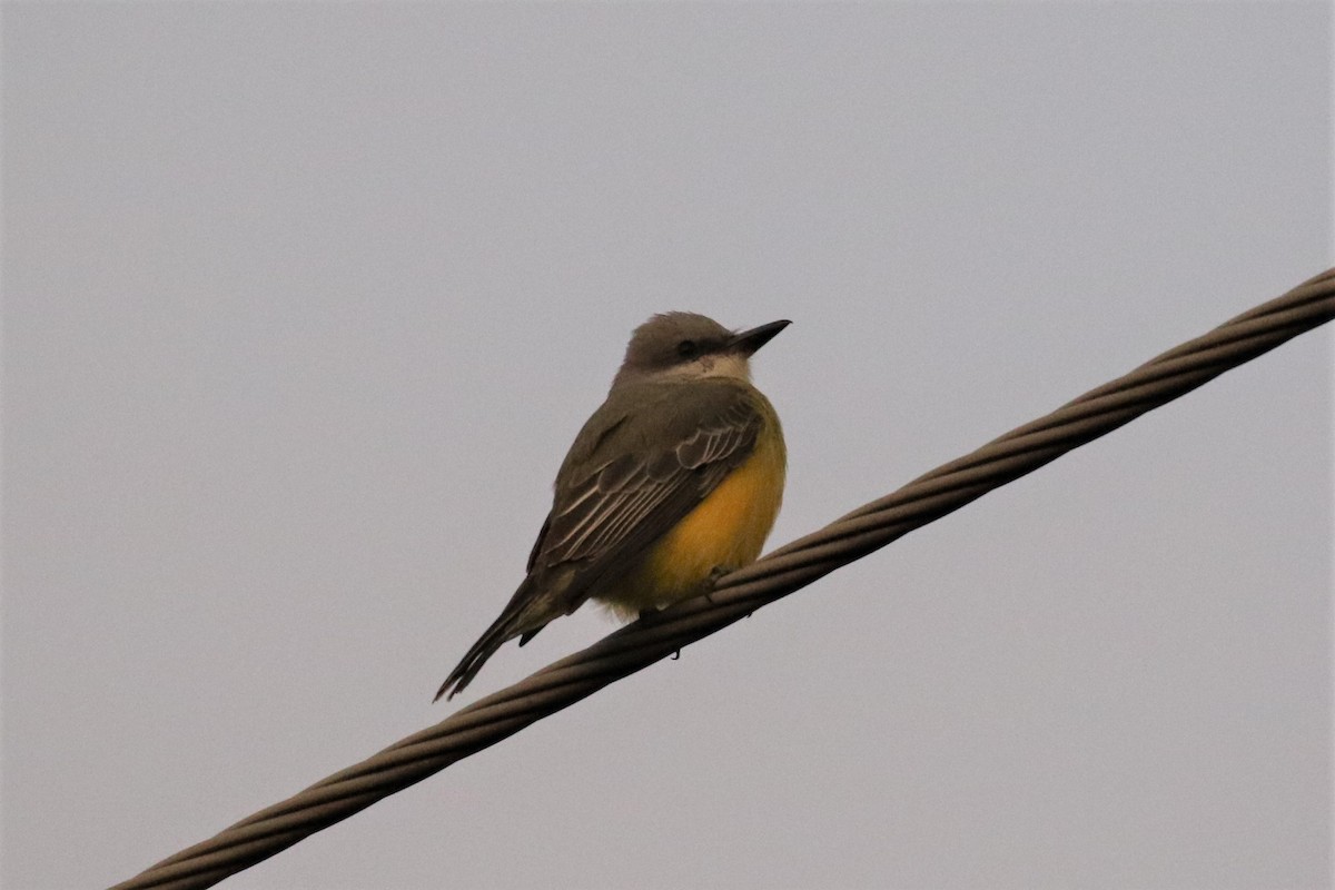 Tropical Kingbird - ML278145341