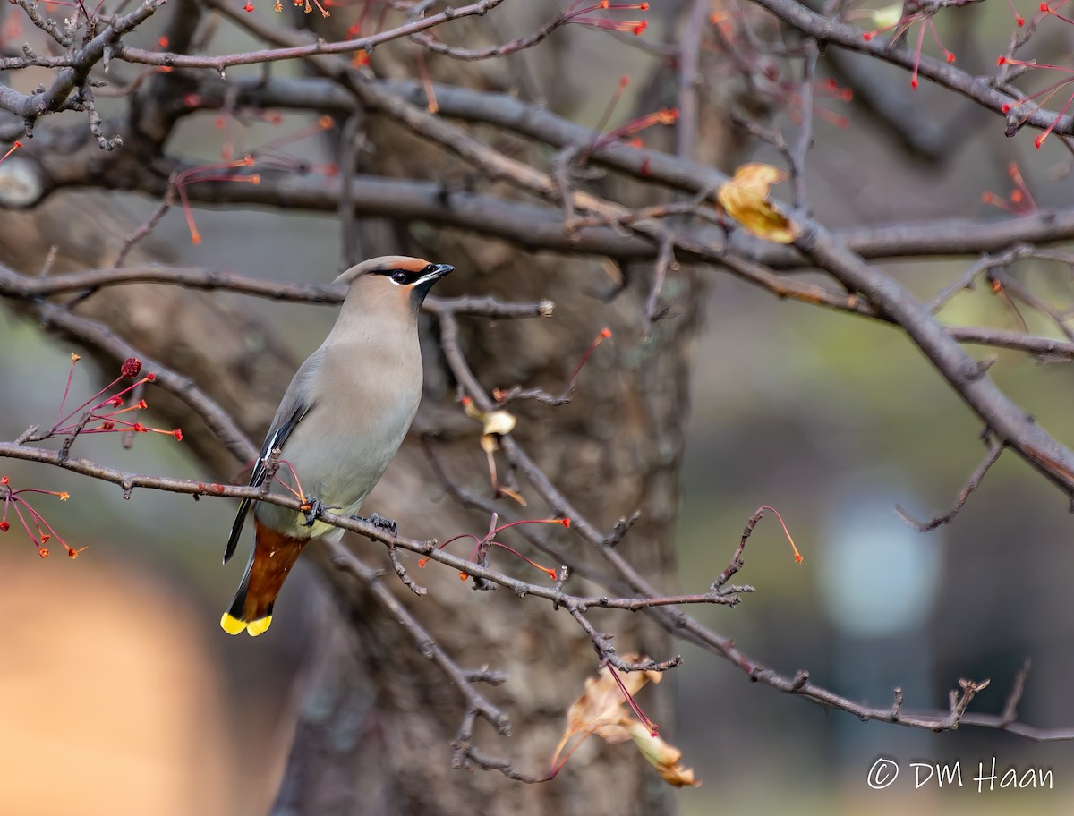 Bohemian Waxwing - Damon Haan