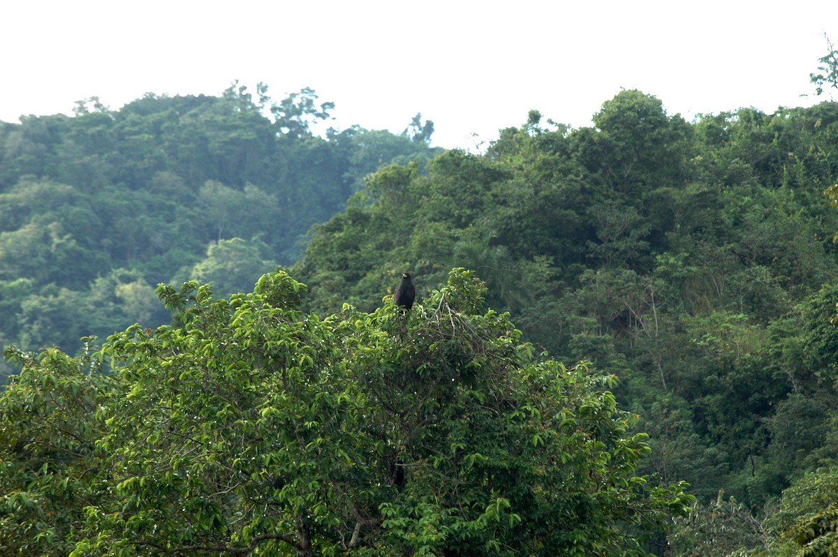 Great Black Hawk - Juan Escudero