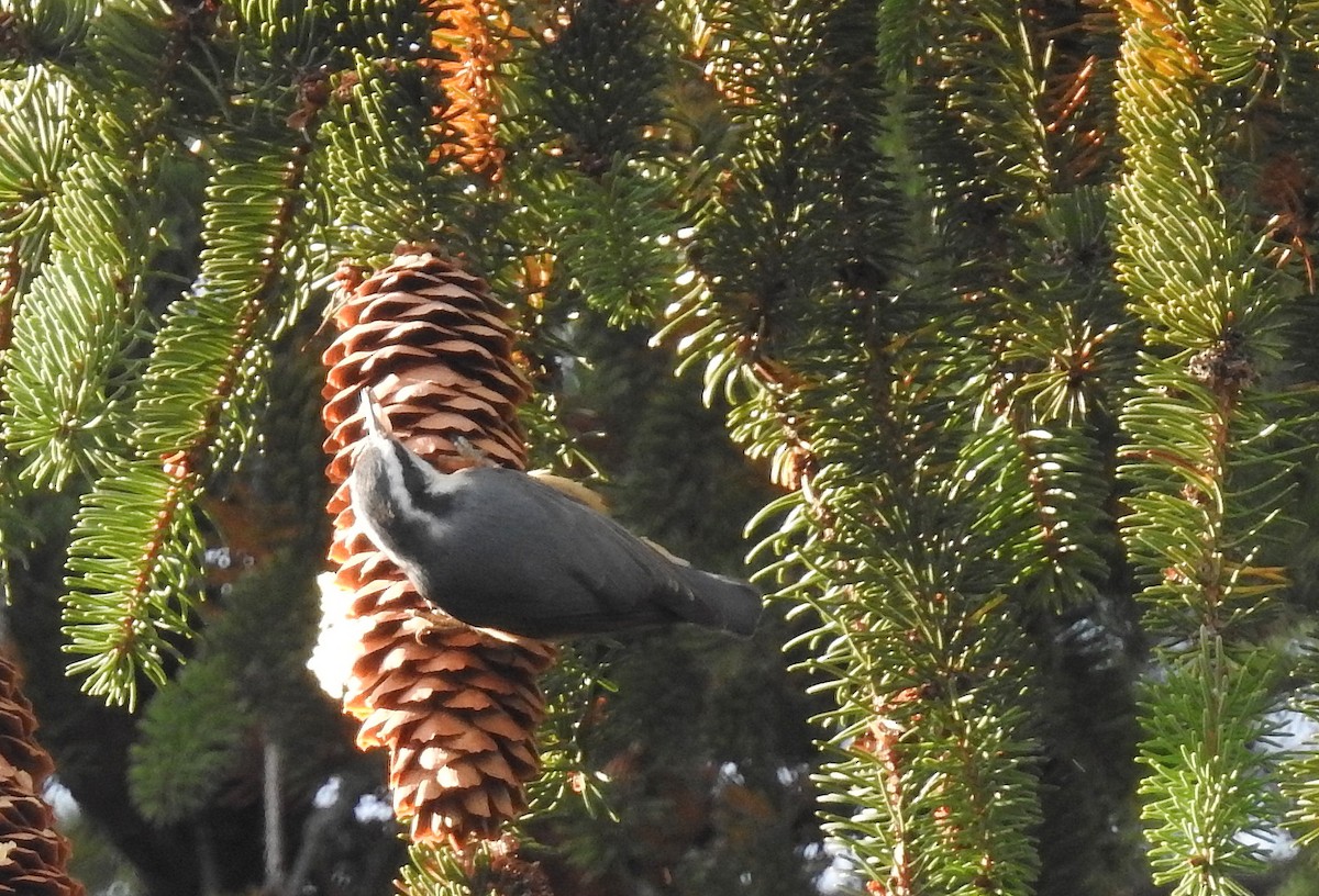 Red-breasted Nuthatch - shelley seidman