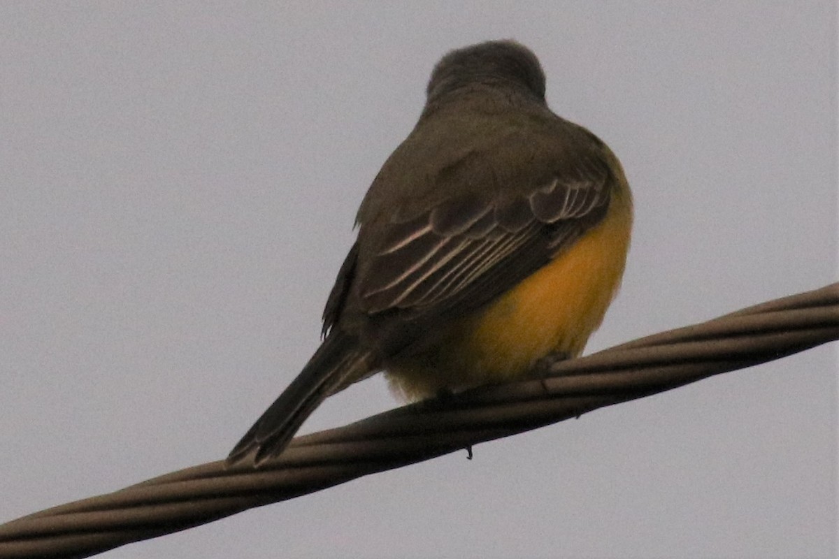 Tropical Kingbird - ML278147971