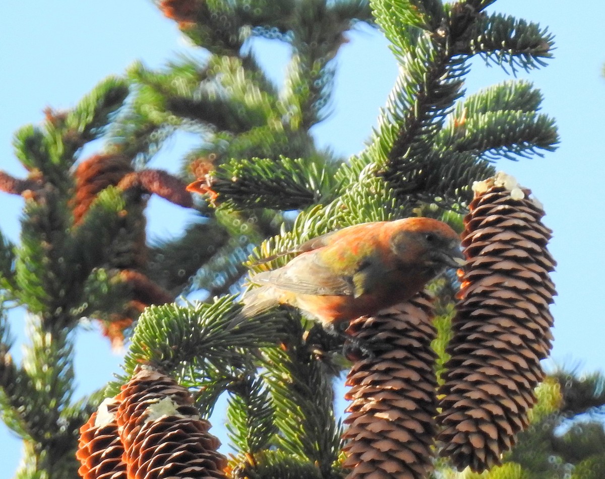 Red Crossbill - shelley seidman