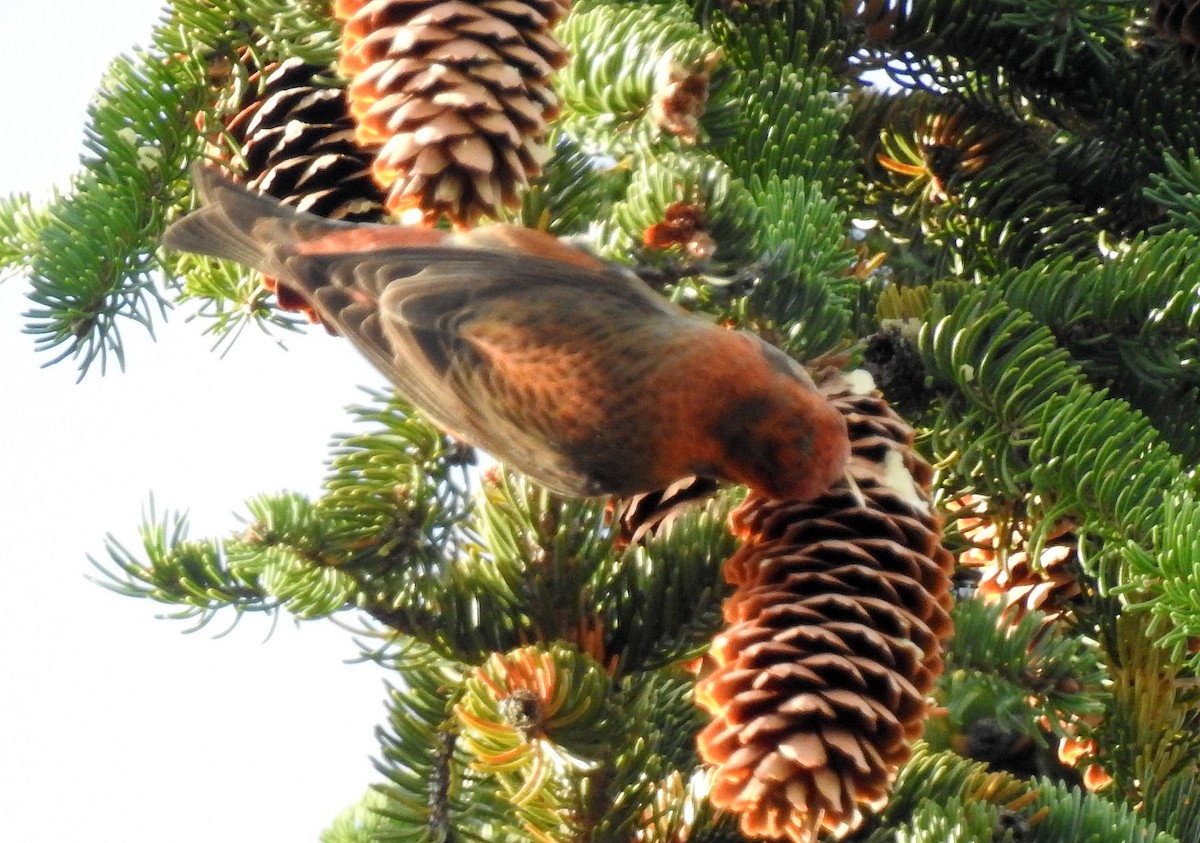 Red Crossbill - ML278148441