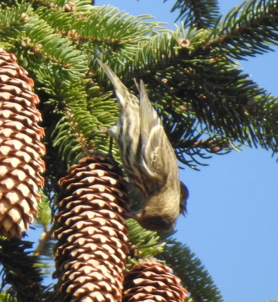 Pine Siskin - shelley seidman