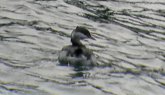 Horned Grebe - John Parker