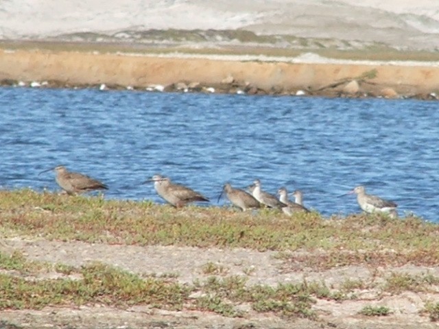 Bar-tailed Godwit - ML27814991