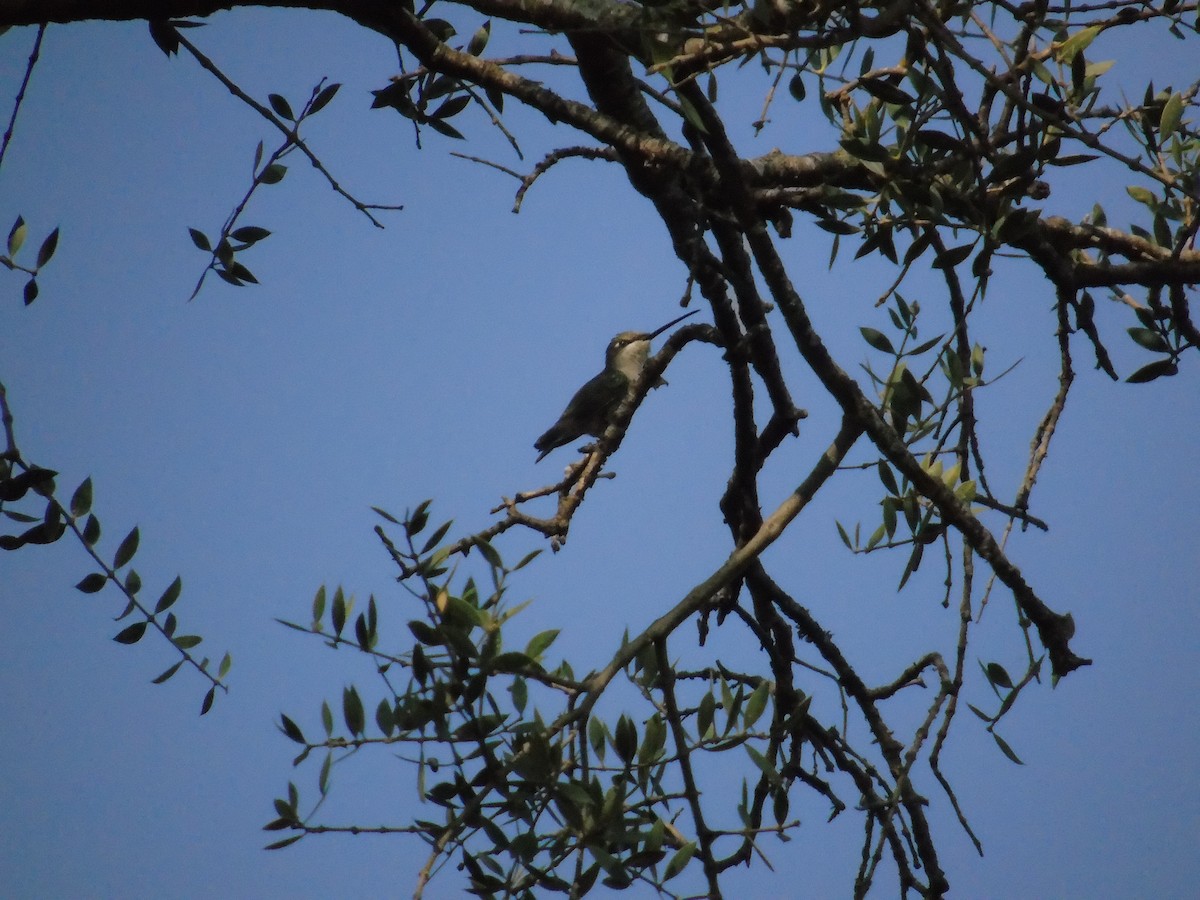 Blue-tufted Starthroat - ML278150591