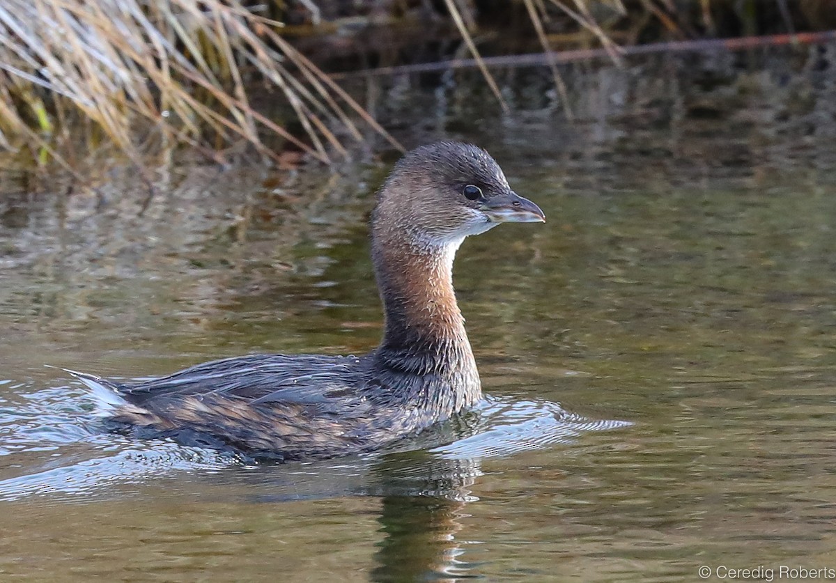 Pied-billed Grebe - ML278151341