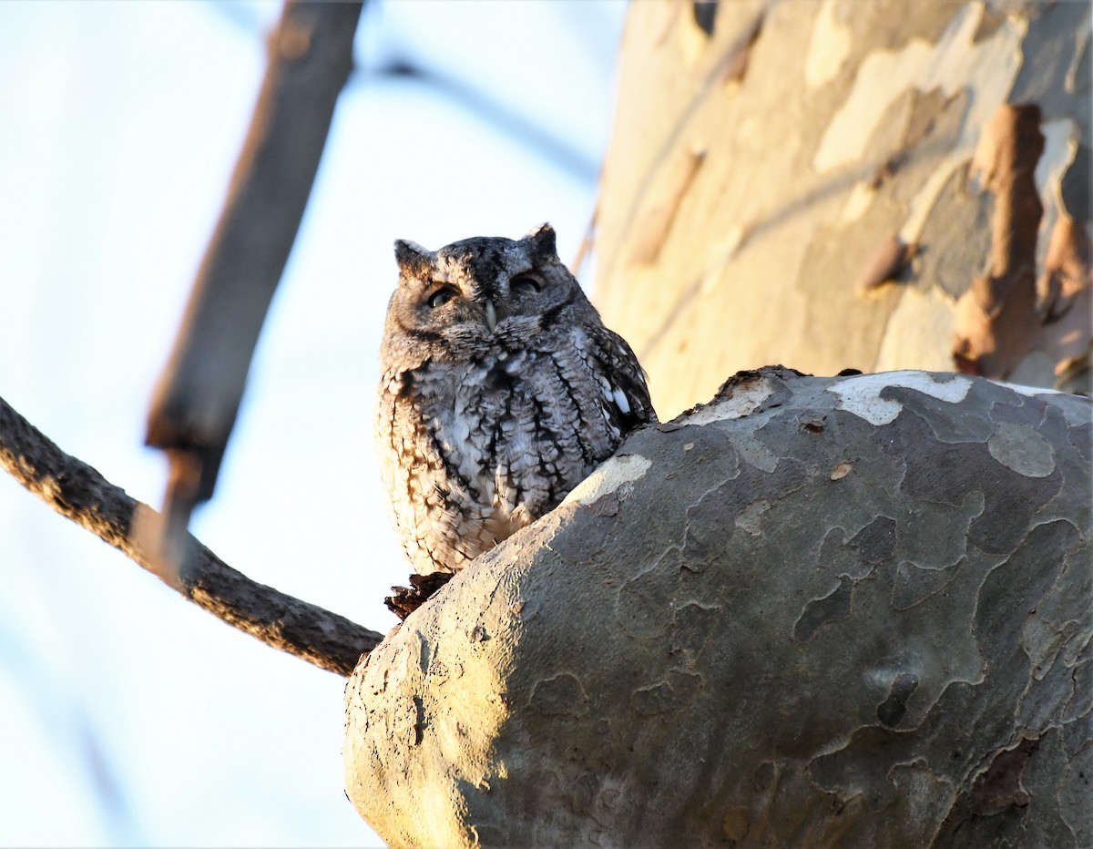 Eastern Screech-Owl (Northern) - Joe Girgente