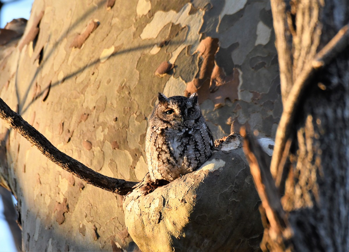 Eastern Screech-Owl (Northern) - Joe Girgente