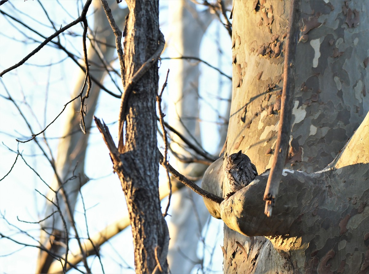 Eastern Screech-Owl (Northern) - ML278152631