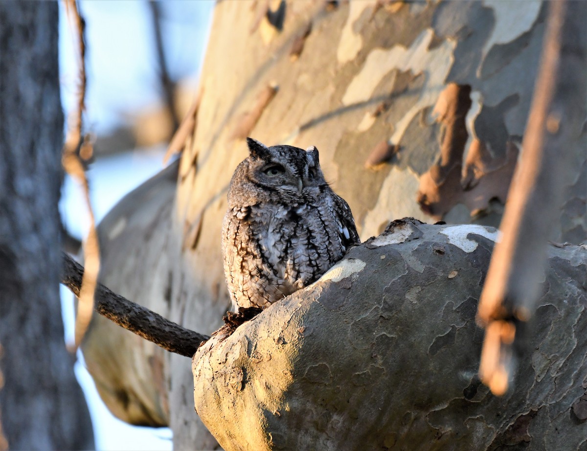 Eastern Screech-Owl (Northern) - Joe Girgente