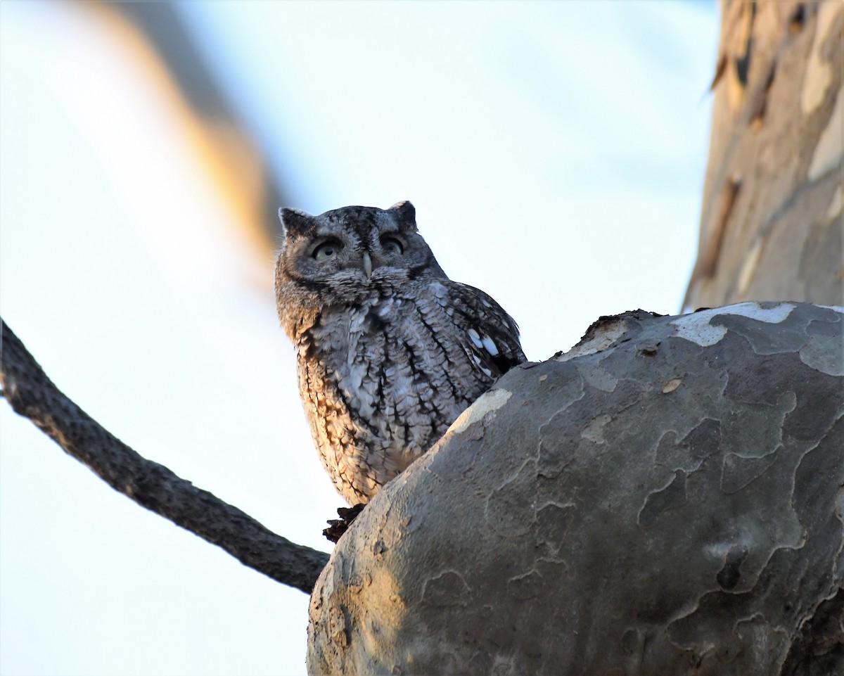 Eastern Screech-Owl (Northern) - Joe Girgente